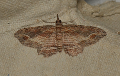 Chloroclystis filata