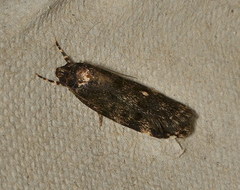 Barea atmophora