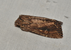 Dasygaster ligniplena