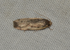 Hoplostega ochroma