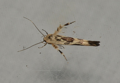 Stathmopoda melanochra