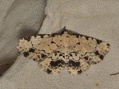 Sandava scitisignata