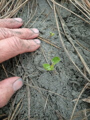 Calystegia soldanella