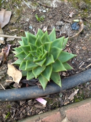 Echeveria agavoides