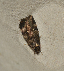 Barea atmophora