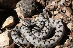 Vipera aspis aspis