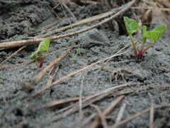 Calystegia soldanella