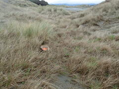 Calystegia soldanella
