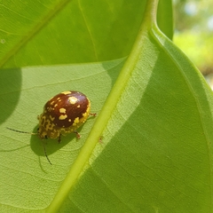 Paropsis maculata