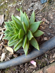 Echeveria agavoides