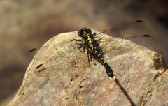 Hemigomphus heteroclytus