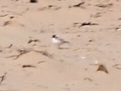 Thinornis cucullatus