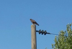 Buteo buteo