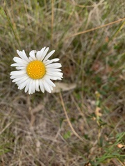 Allittia cardiocarpa