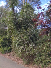 Solanum laxum