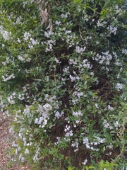 Solanum laxum