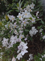 Solanum laxum