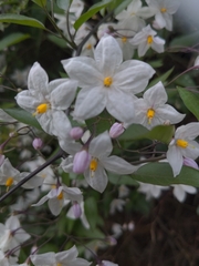 Solanum laxum