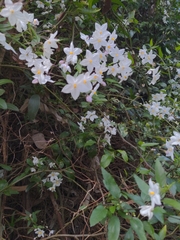 Solanum laxum