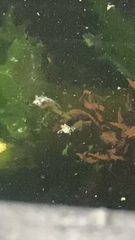Dendronotus iris