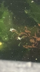 Dendronotus iris