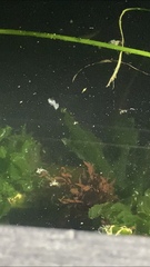 Dendronotus iris