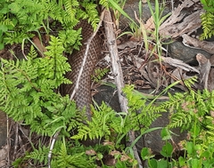 Pseudonaja textilis