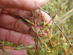 Coprosma acerosa