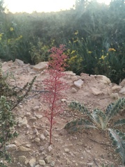 Dysphania graveolens