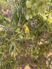 Eremophila