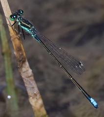 Ischnura denticollis