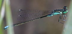 Ischnura denticollis