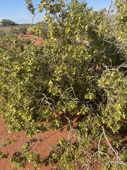 Eremophila