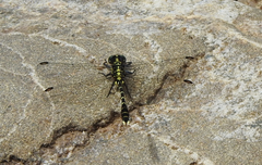Hemigomphus heteroclytus