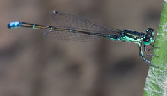 Ischnura denticollis