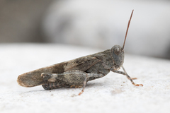Oedipoda germanica