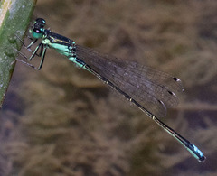 Ischnura denticollis