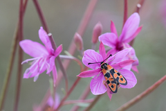 Zygaena fausta