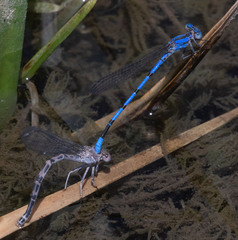 Argia agrioides