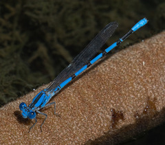 Argia agrioides