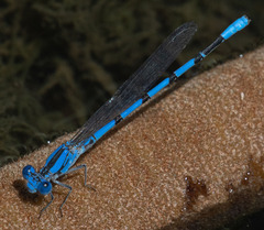 Argia agrioides