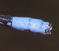 Argia agrioides