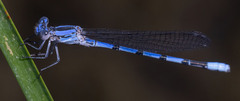 Argia agrioides