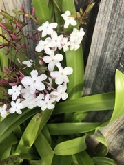 Jasminum