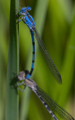 Argia agrioides