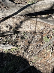 Pseudonaja textilis