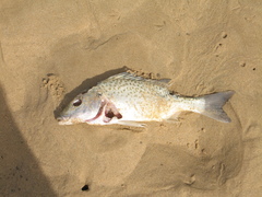 Pomadasys commersonnii
