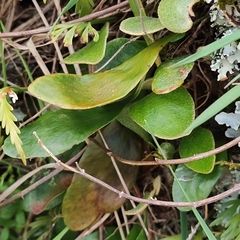 Pyrrosia eleagnifolia