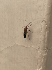 Dysdercus cingulatus