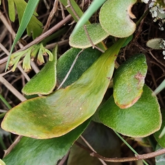 Pyrrosia eleagnifolia